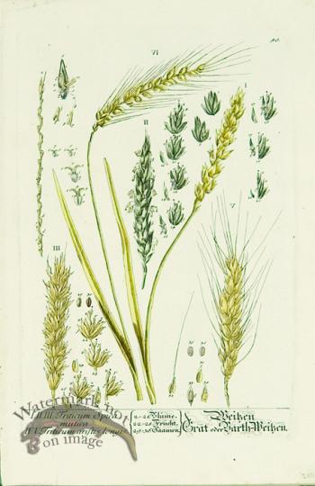 Blackwell German 159